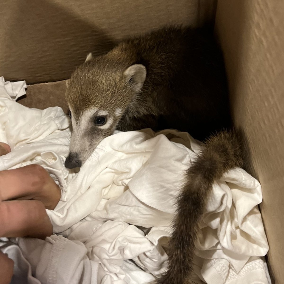 Found: a baby coati in our 10 Hoist House 🐾
Rescued: by our team + Southwest Wildlife
Now: safe at the sanctuary

We don’t just operate in nature, we protect it.
resolutioncopper.com/wildlife-rescu…

#WildlifeRescue #CopperStrong