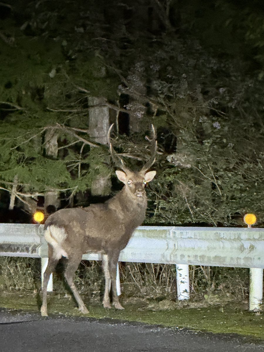 preshin8's tweet image. でかすぎやろ！