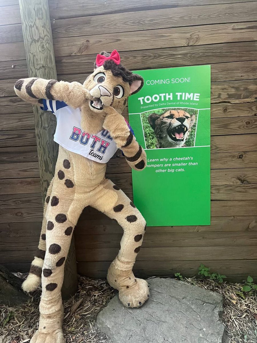 ChirpyCheetah's tweet image. Happy #FursuitFriday !!! This sign says it&apos;s TOOTH TIME!! Show off them chompers! 🦷🦷🦷🦷🦷
