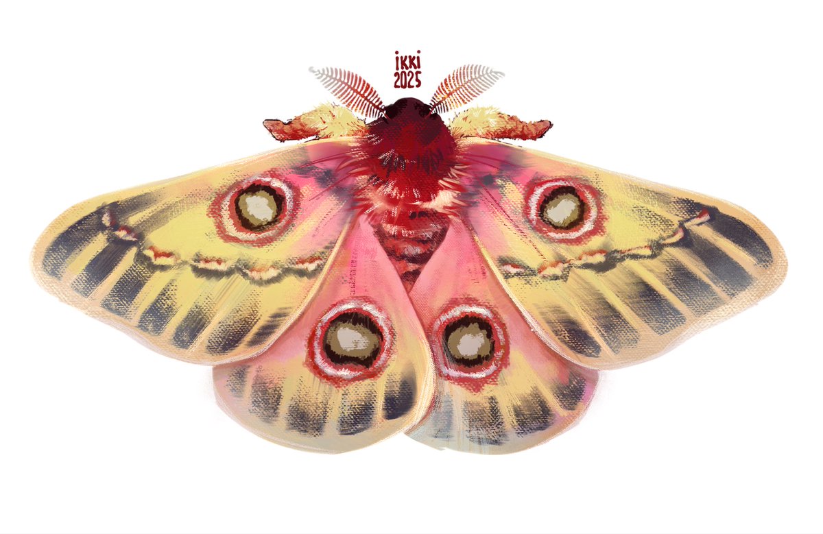 another bug i guess(?)