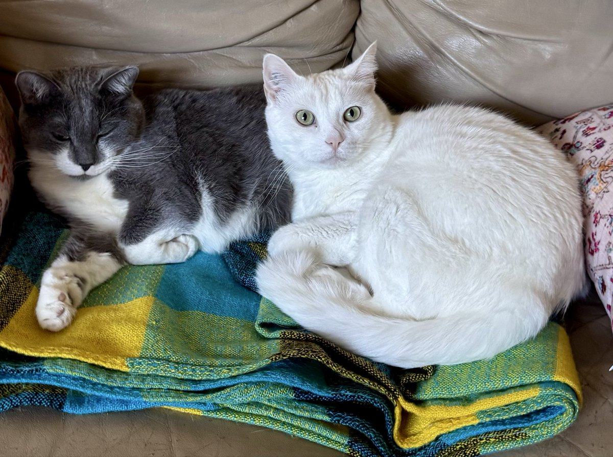 SamsHereForFood's tweet photo. My girls, Lucy &amp; Lily. 😻
#solidasscats #itscaturdaysomewhere https://t.co/SiFwfMyQZT