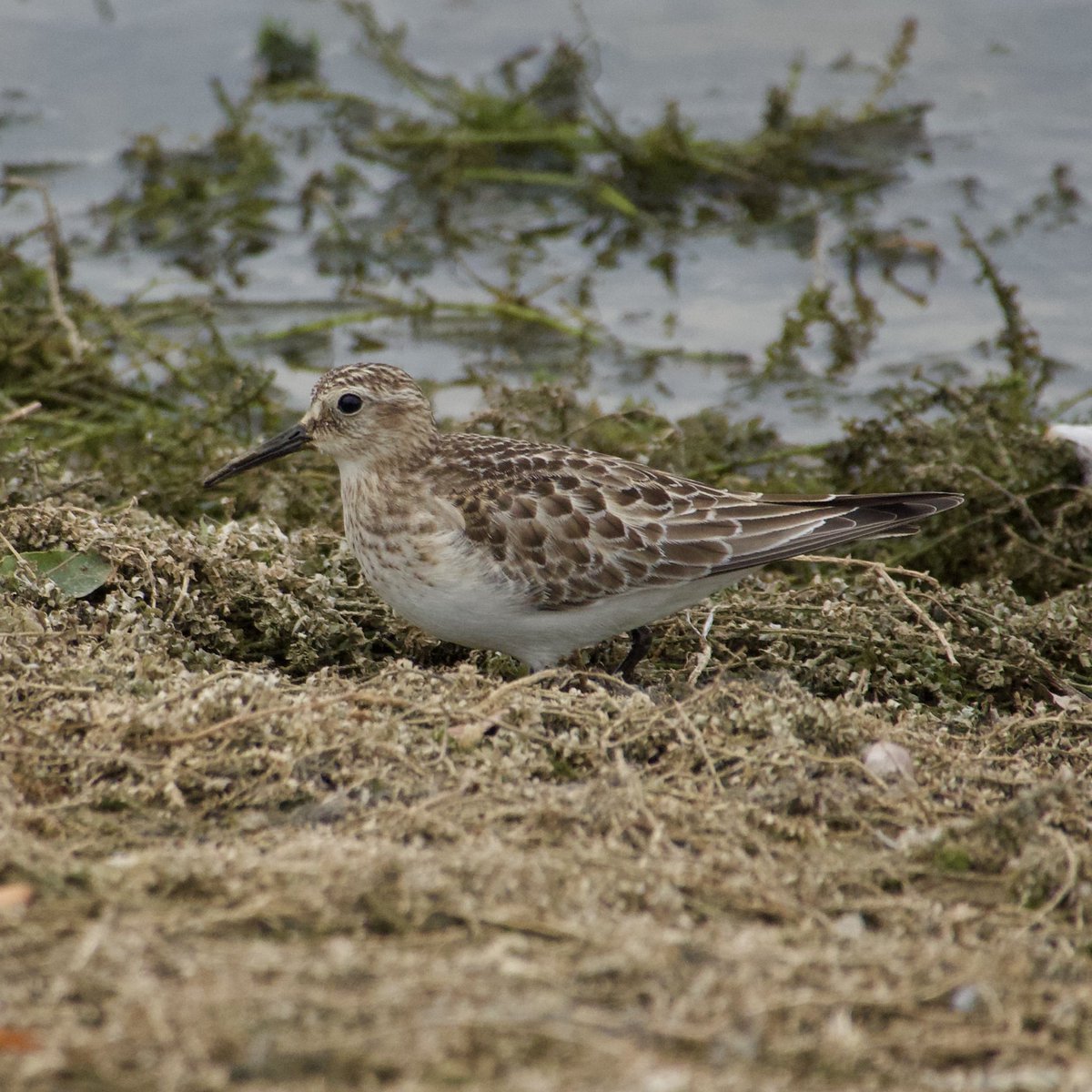 c4hub's tweet image. Rutland Water - the very confiding juvenile Baird’s Sandpiper in Whitwell Peninsula late PM today. @LandRbirds