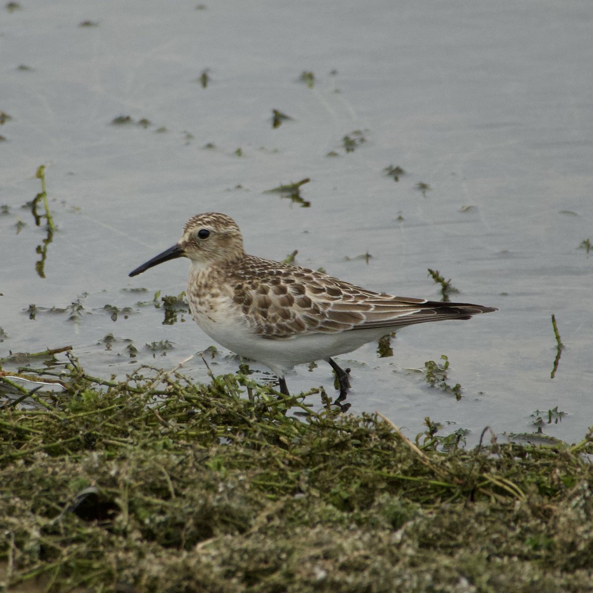 c4hub's tweet image. Rutland Water - the very confiding juvenile Baird’s Sandpiper in Whitwell Peninsula late PM today. @LandRbirds