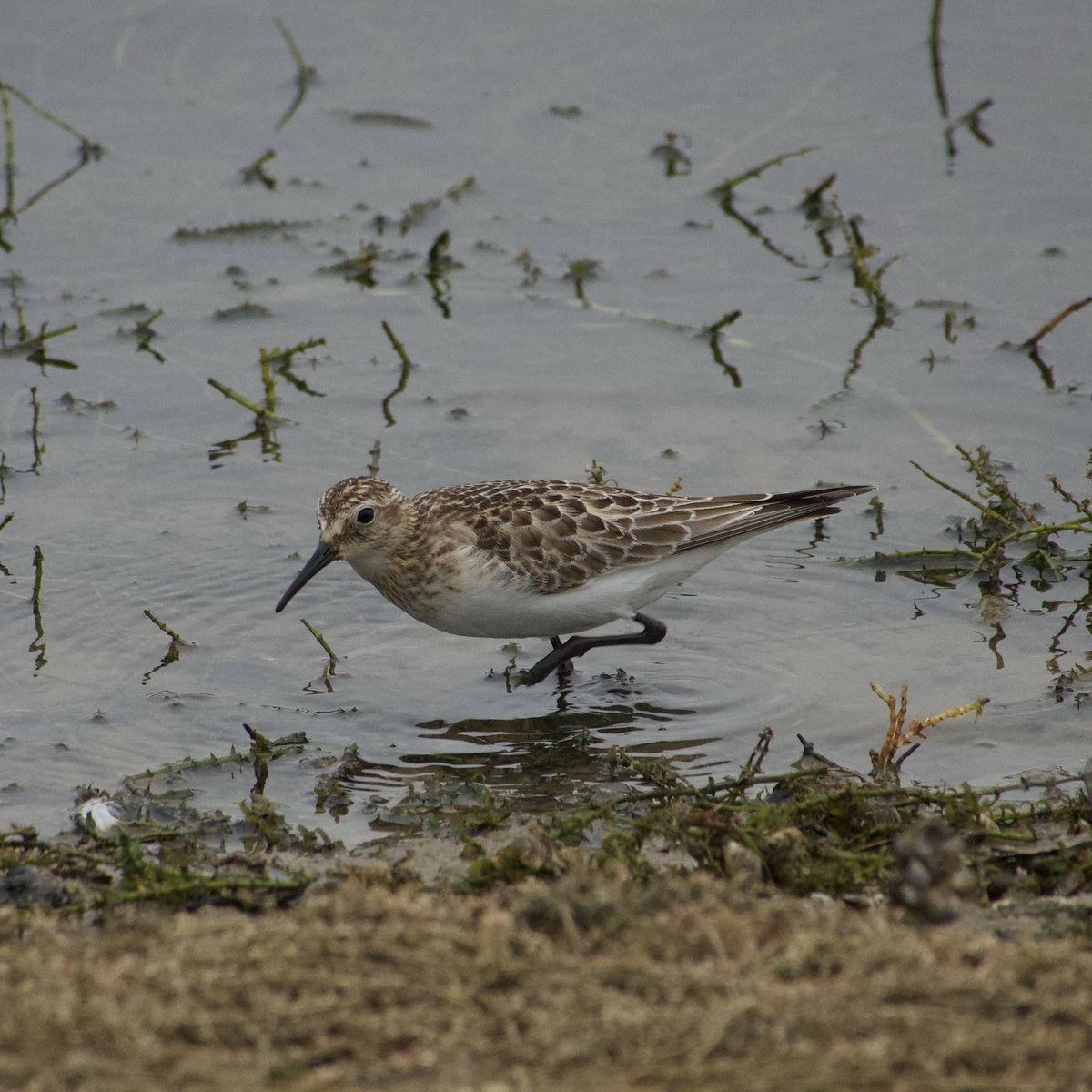 c4hub's tweet image. Rutland Water - the very confiding juvenile Baird’s Sandpiper in Whitwell Peninsula late PM today. @LandRbirds