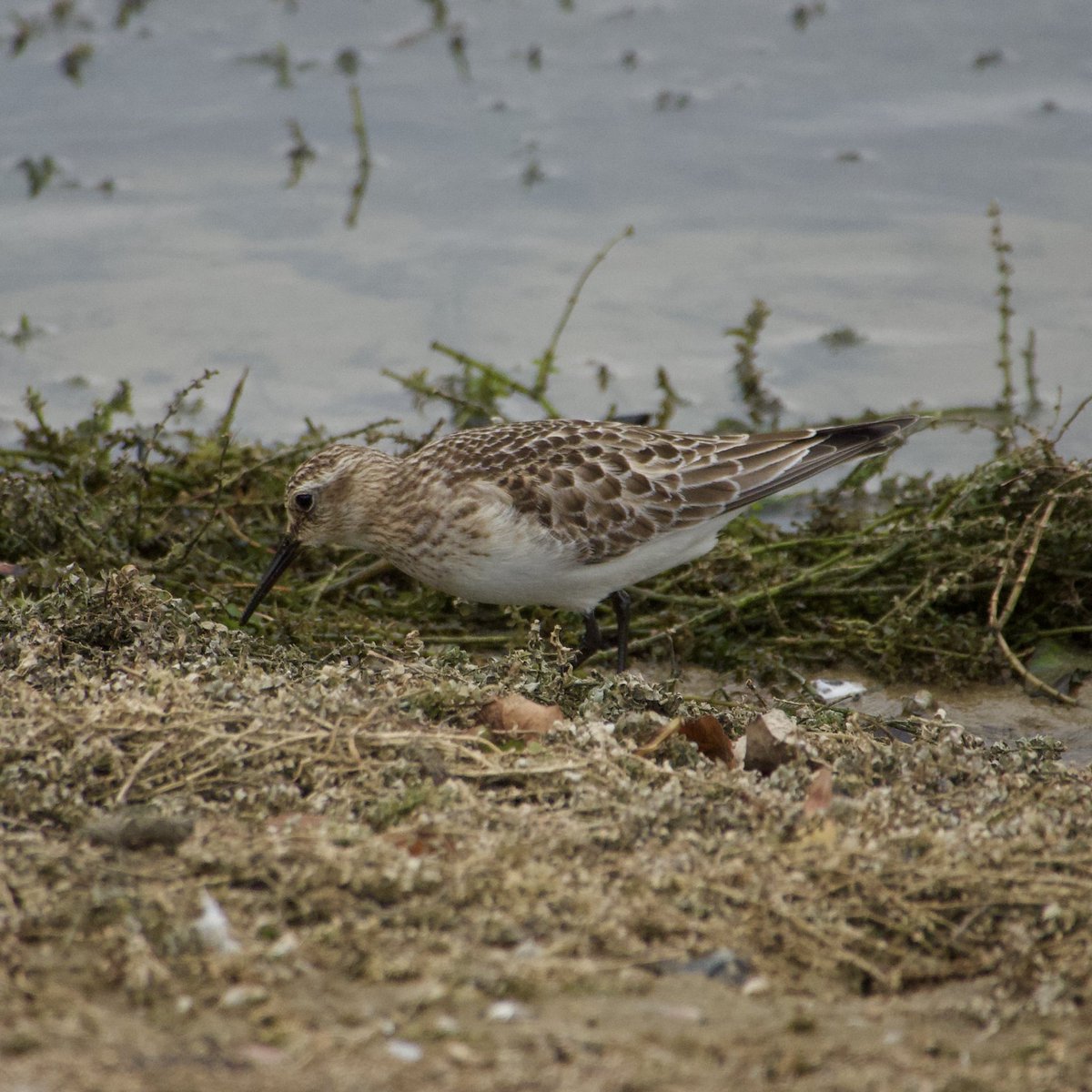 Rutland Water - the very confiding juvenile Baird’s Sandpiper in Whitwell Peninsula late PM today. <a href="/LandRbirds/">Birds of Leicestershire & Rutland</a>