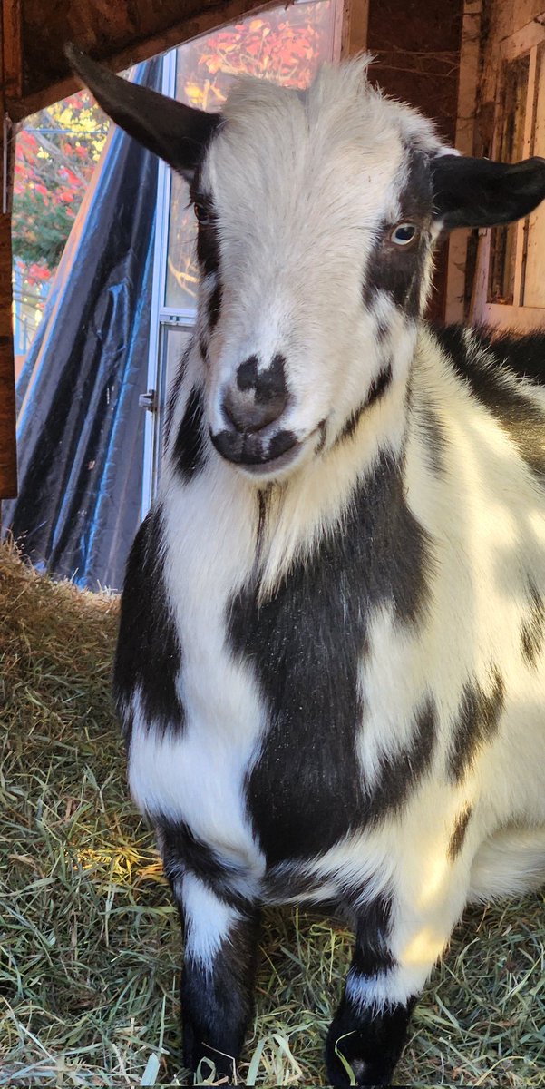 🐐Winston🌈Thatcher🌈Domino, Walnut, Jasper🐐 (@winstonthatche4) on Twitter photo Alright, pals, we need you, please. Mom has found an amazing person to do the roof, but we are still short about 7k. She has given him 5k, and he is starting the ripping up this weekend and the wood part of it. Yes, we are begging... Domino is begging. Anything at all will help. Alright, pals, we need you, please. Mom has found an amazing person to do the roof, but we are still short about 7k. She has given him 5k, and he is starting the ripping up this weekend and the wood part of it. Yes, we are begging... Domino is begging. Anything at all will help.