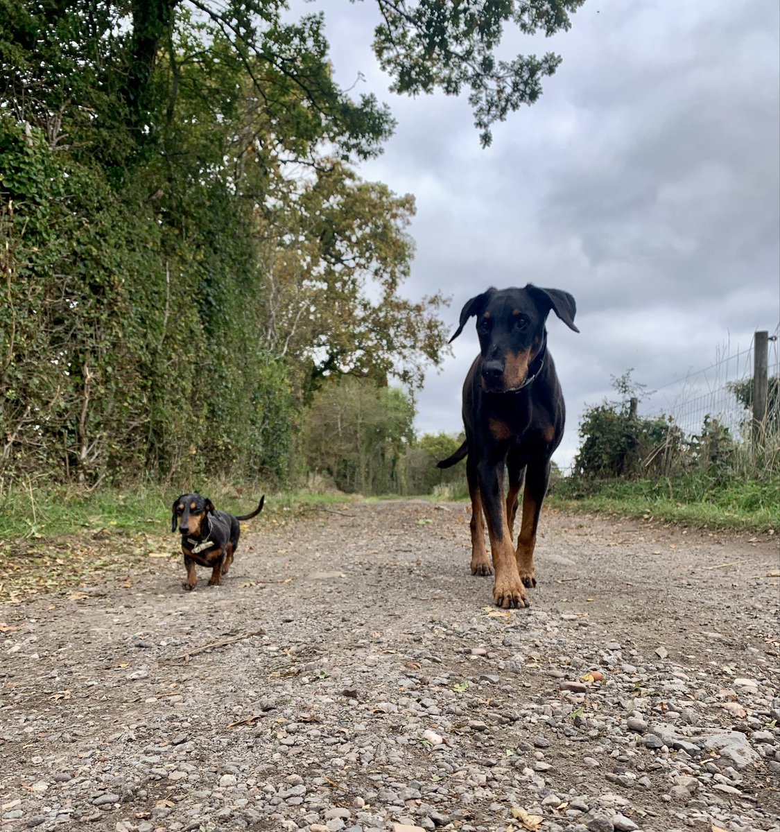 Rustically's tweet image. Just a couple of mates out for a wander 🙃