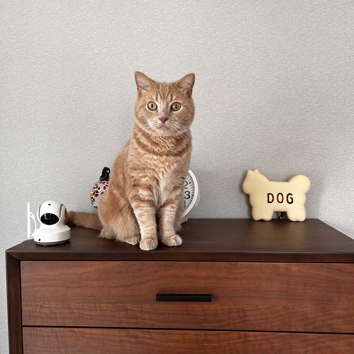 cat_unio's tweet photo. うにお秋 https://t.co/n4bl2eHxOo