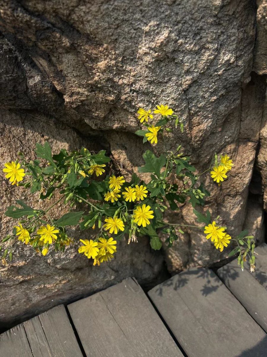 秋の香りとともに咲く菊の花💛 優しい時間が流れる🍂