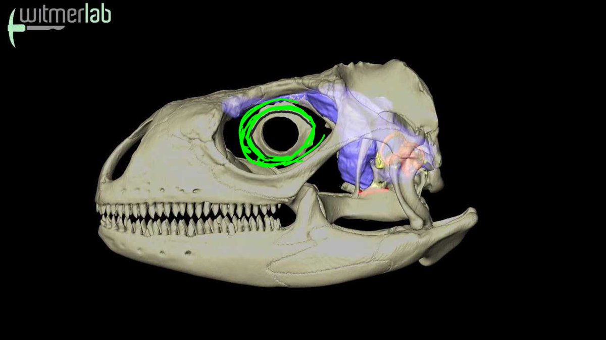 LiterallyMiguel's tweet image. well, the inner circumference of the scleral ring seems to limit the size of the iris, but not the actual visible size of the eye itself, whose eyelids can get noticeably beyond its perimetes