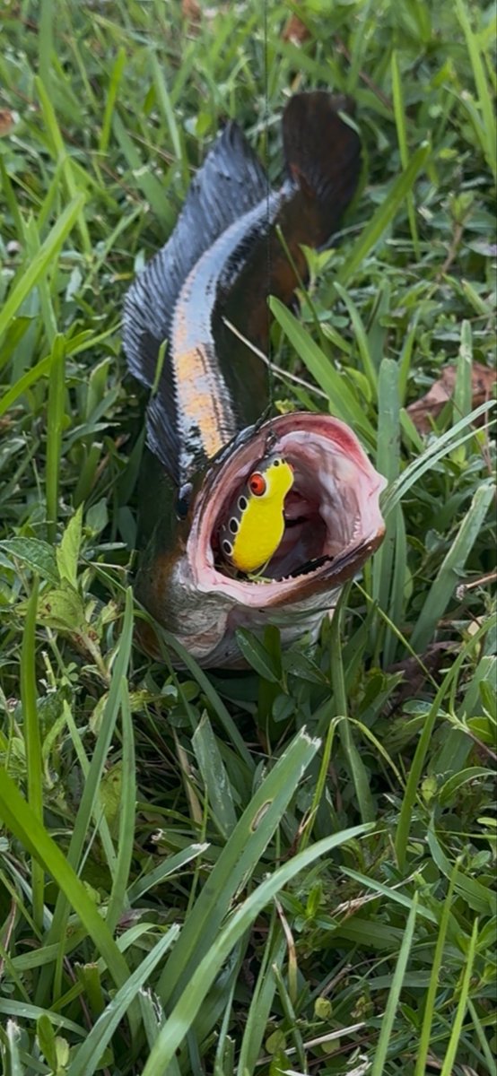 Native Son tweet media