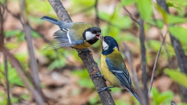 Un reciente estudio ha encontrado que la transmisión de conocimiento (y aprendizaje) en aves paseriformes parece darse principalmente entre hermanos y no de padres a hijos, como cabría esperar. Los resultados abren una nueva vía para el estudio de la transmisión cultural.