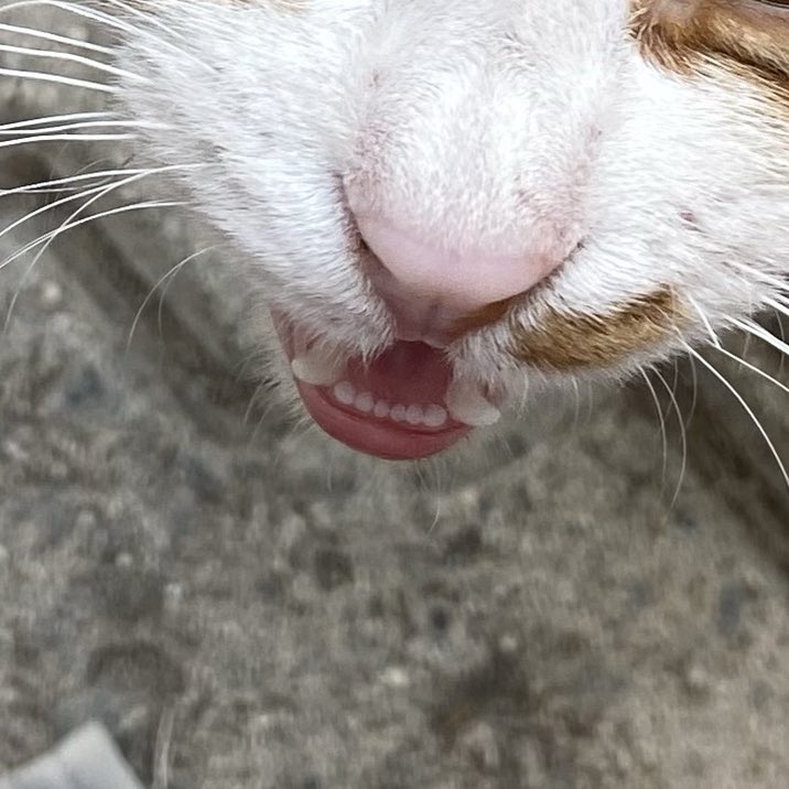 shakamaticc's tweet image. tamam en tehlikeli sensin