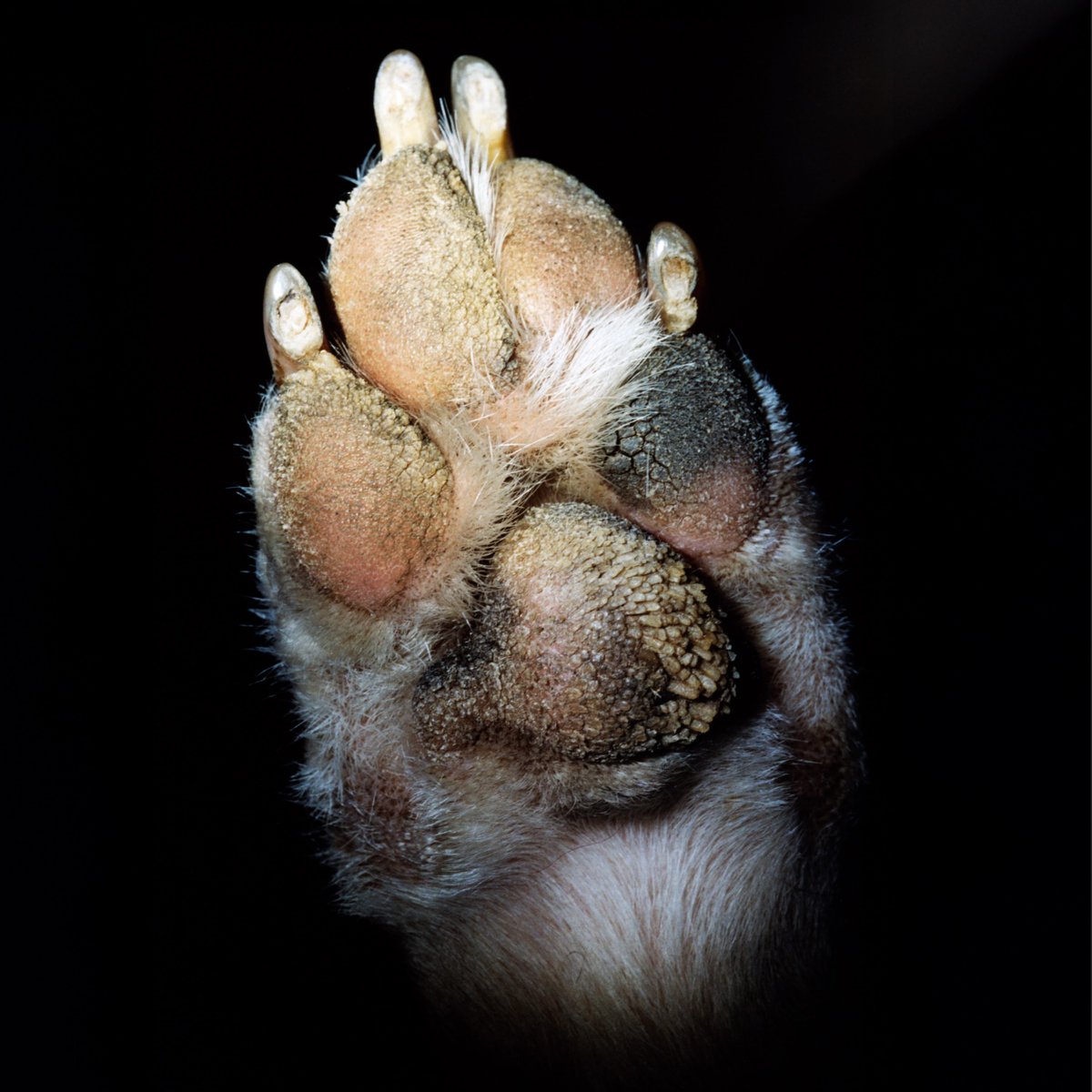 Paw is out now ffm.to/pawaverytucker