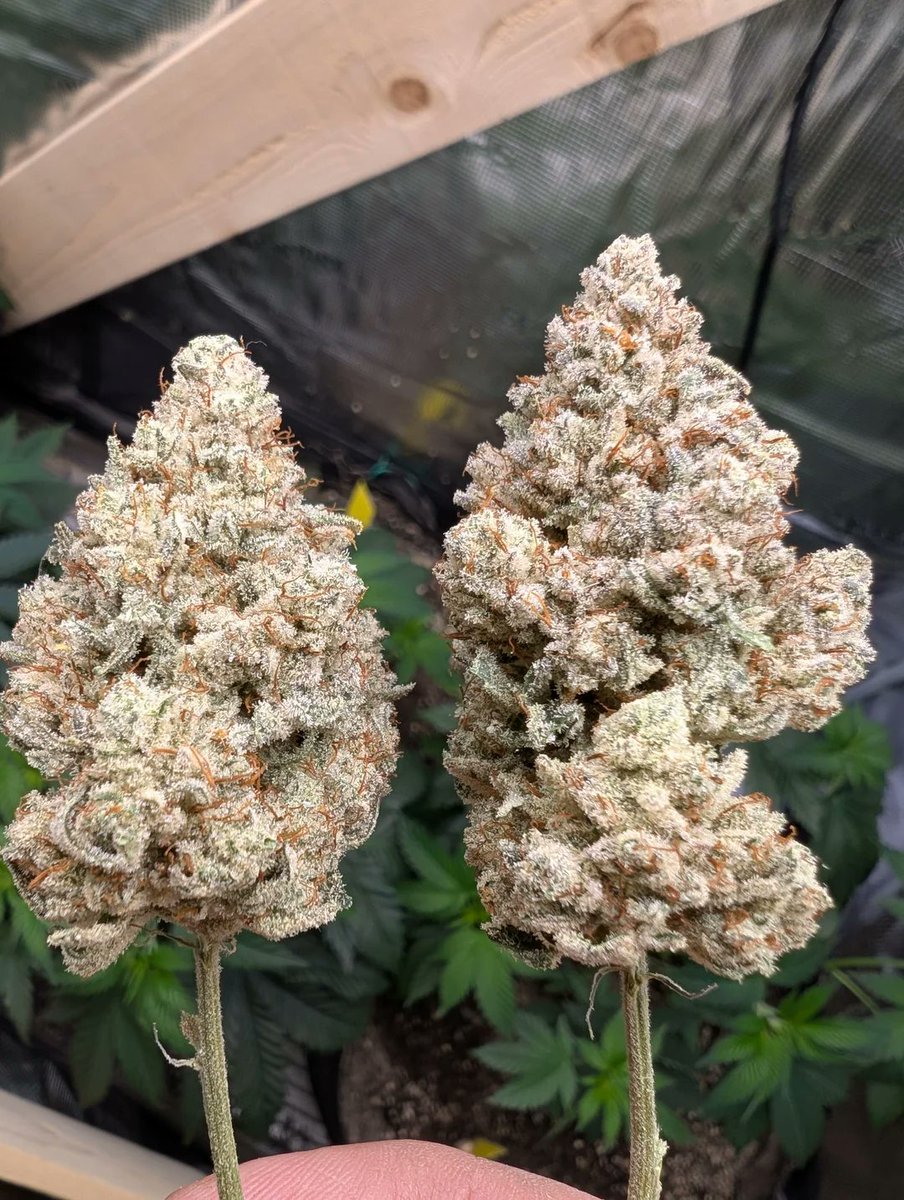RomulanJake's tweet image. Romulan (S1) fems

Pics from a grower over on Reddit who said this:

&quot;Closest I&apos;ve smoked to the Romulan I used to get 20 years ago, but I think this is even better.&quot;