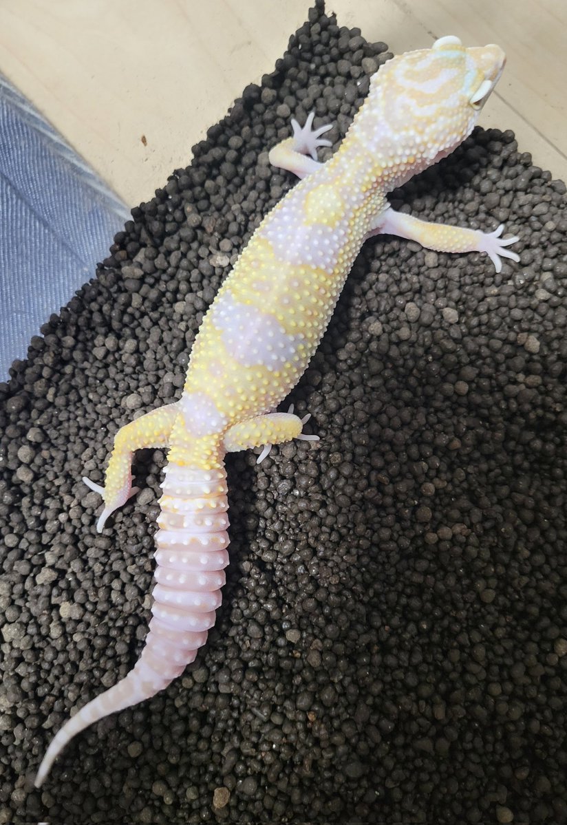 yuuu09102's tweet image. 脱皮綺麗にできて、
餌も食べて大満足です❤️‍🔥
そしてメンテも完了🦎
みんなしっかり大きくなってます❤️‍🔥
最近爬虫類好きさんのフォロワーさんが増えてTLが癒し🥰
そしてこれからも仲良くしてください🦎
まだまだ新しいフォロワーさんも繋がってください🫶🏻🥺
 #爬虫類 
 #爬虫類好きさんと繋がりたい