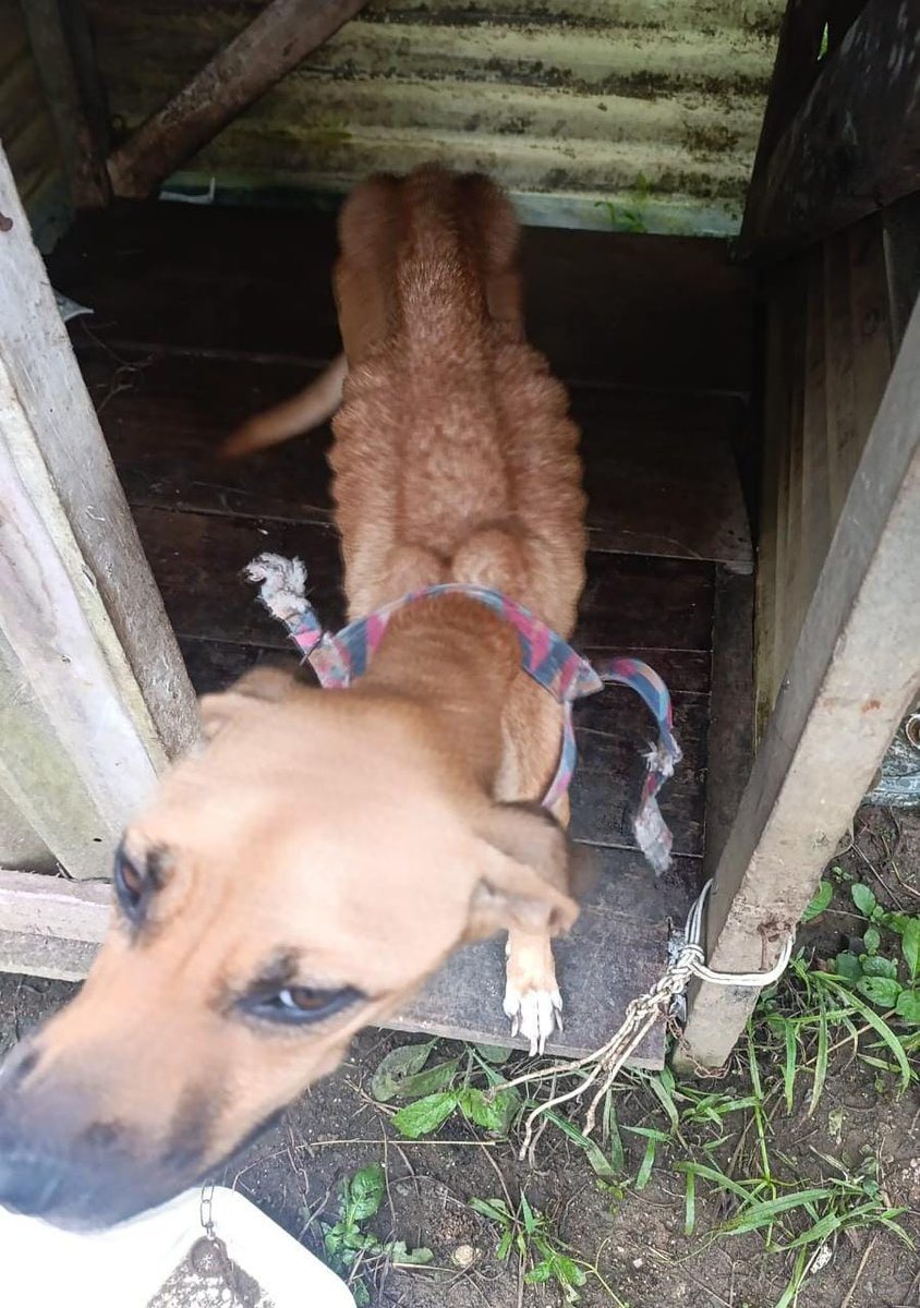 seguridadcrc's tweet photo. 📍#Golfito #ZonaSurCR
La #PolicíaTurísticaCR rescató un perro que estaba en presunto estado de abandono en una vivienda en La Purruja.
Bajo la dirección funcional de la fiscalía y en coordinación con el SENASA, el can fue entregado a una rescatista para su custodia y cuidado. https://t.co/SKw2y4R2Xl