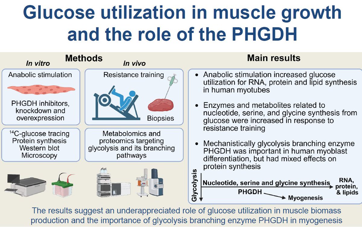 JYUBiolPA's tweet image. Human muscle cells incorporate glucose into proteins, RNA, and lipids, and anabolic stimulation further increased these processes. Resistance training increased metabolites and enzymes of these processes, e.g., PHGDH, which was shown to be anabolic.
tinyurl.com/2744e22s