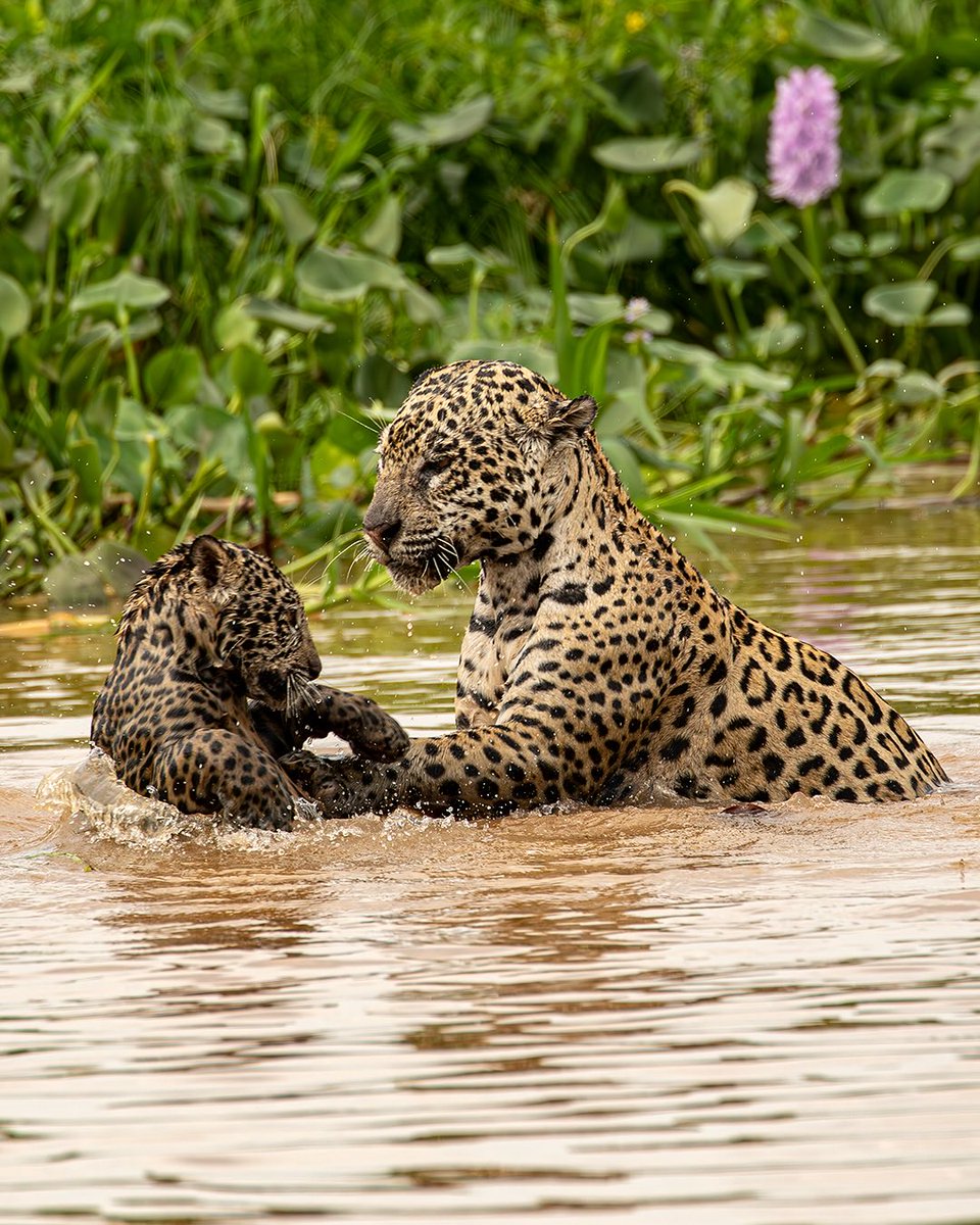sertanejonanet's tweet image. Fotógrafo registra uma onça-pintada ensinando o filhote a nadar no Pantanal. Dá pra ver Deus nitidamente nessas imagens! ❤️
Imagens: Tomás Thibaud