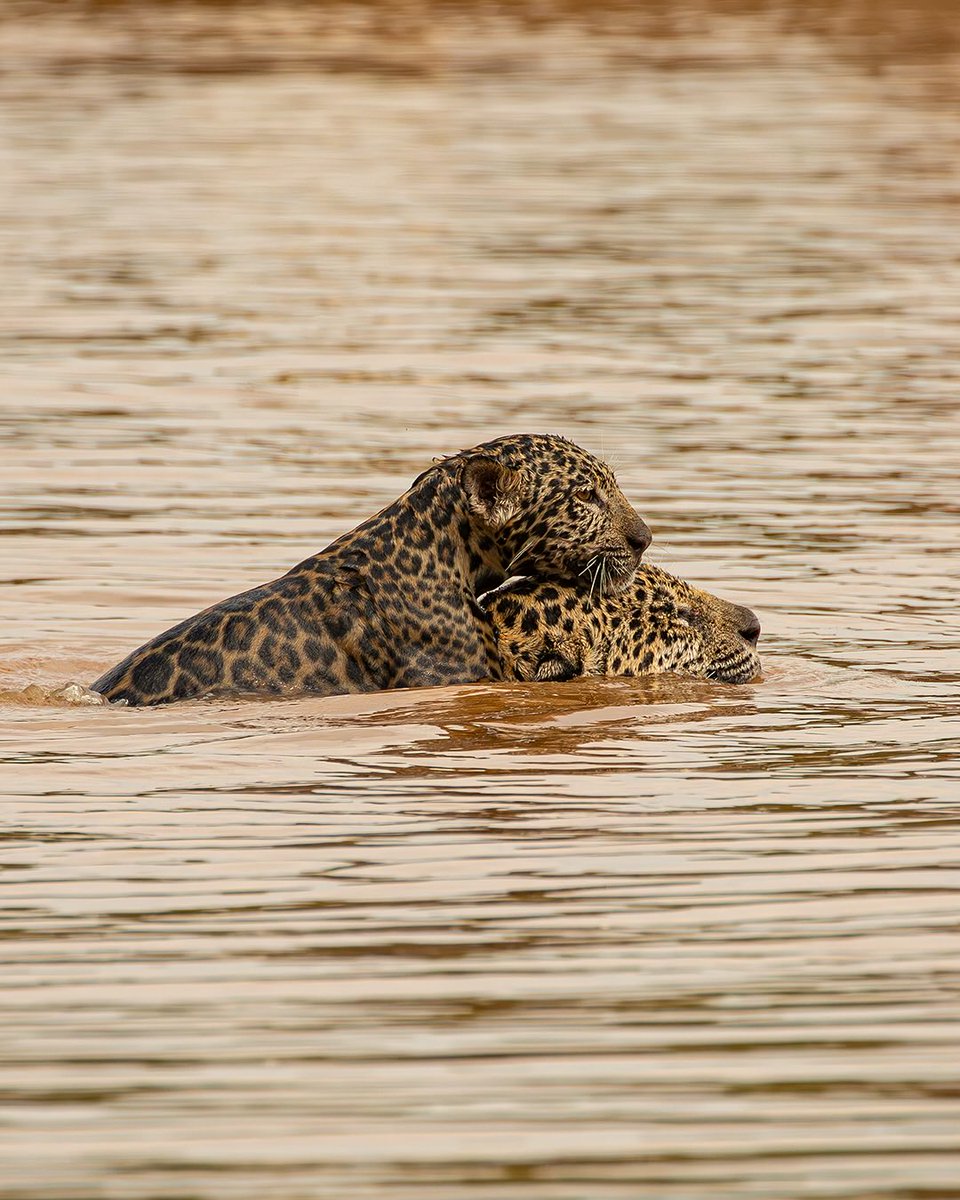 sertanejonanet's tweet image. Fotógrafo registra uma onça-pintada ensinando o filhote a nadar no Pantanal. Dá pra ver Deus nitidamente nessas imagens! ❤️
Imagens: Tomás Thibaud