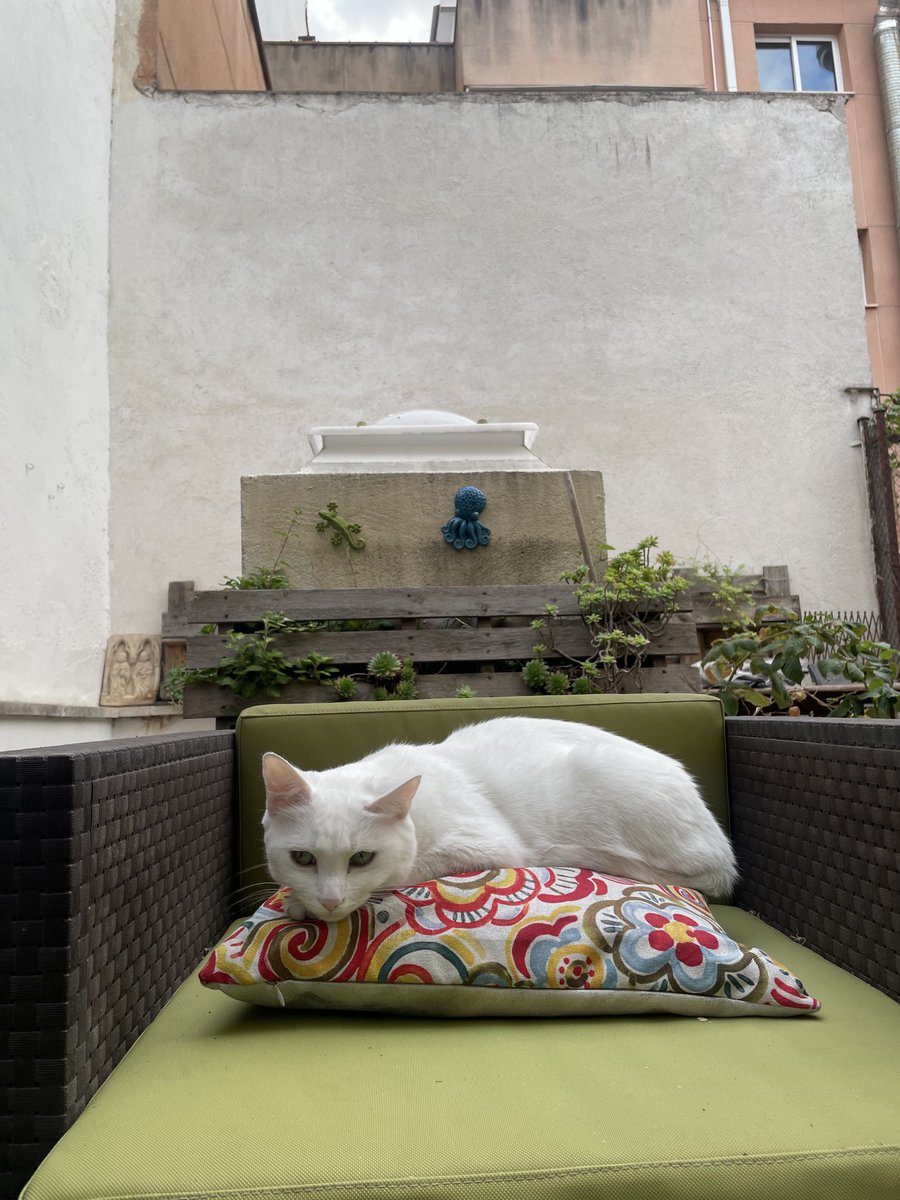 Pamthecat (@pamlagata2) on Twitter photo 