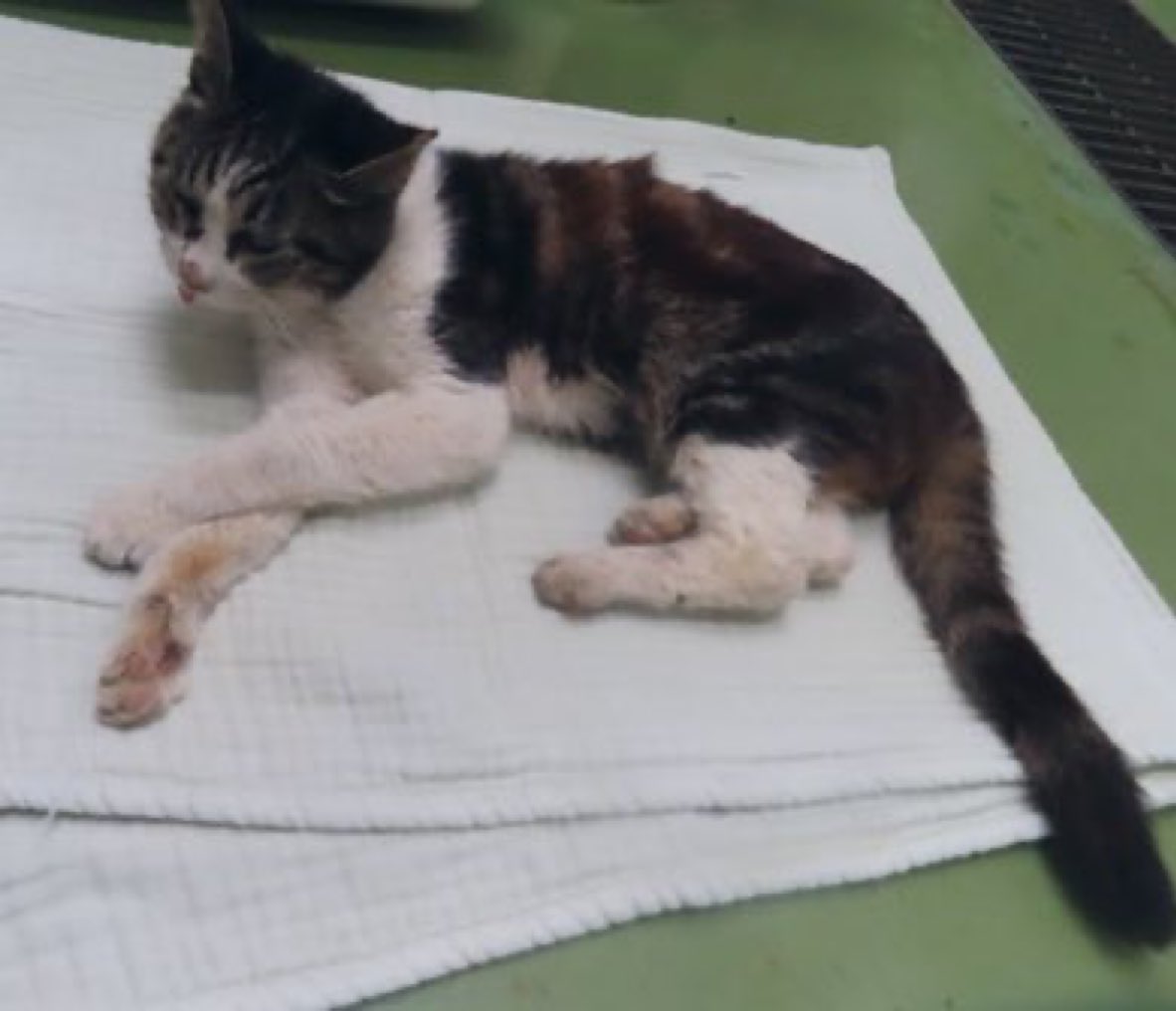 🆘緊急🆘#収容猫
🆘#傷病収容🚑#負傷猫🚨
🆘⚠️掲載期限超過⚠️
10/6(月)#千葉県 #市川市 #曽谷
#左耳カット♀#キジ白
🚨#老猫📲東葛飾支所🙇🏻‍♂️
#迷い猫 #迷子猫 #保護猫 #猫 #ネコ #ねこ #白キジ #キジトラ #トラ猫 #三郷市 #埼玉県 #葛飾区 #江戸川区 #東京都 #船橋市 #鎌ケ谷市 #白井市 #柏市 #松戸市