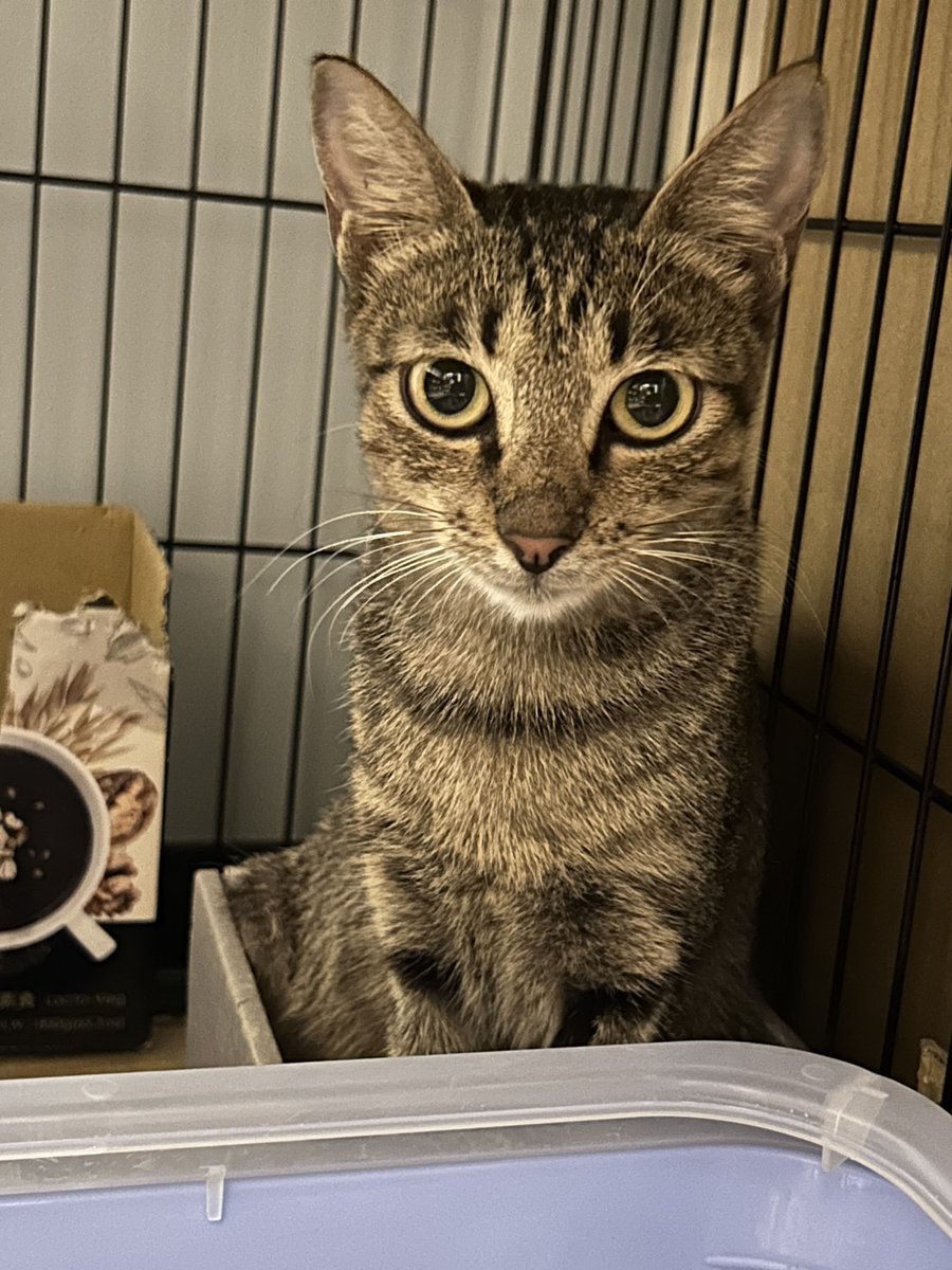 haven't had much time to draw lately, have a cat pic instead🐱 
#cat #kitty