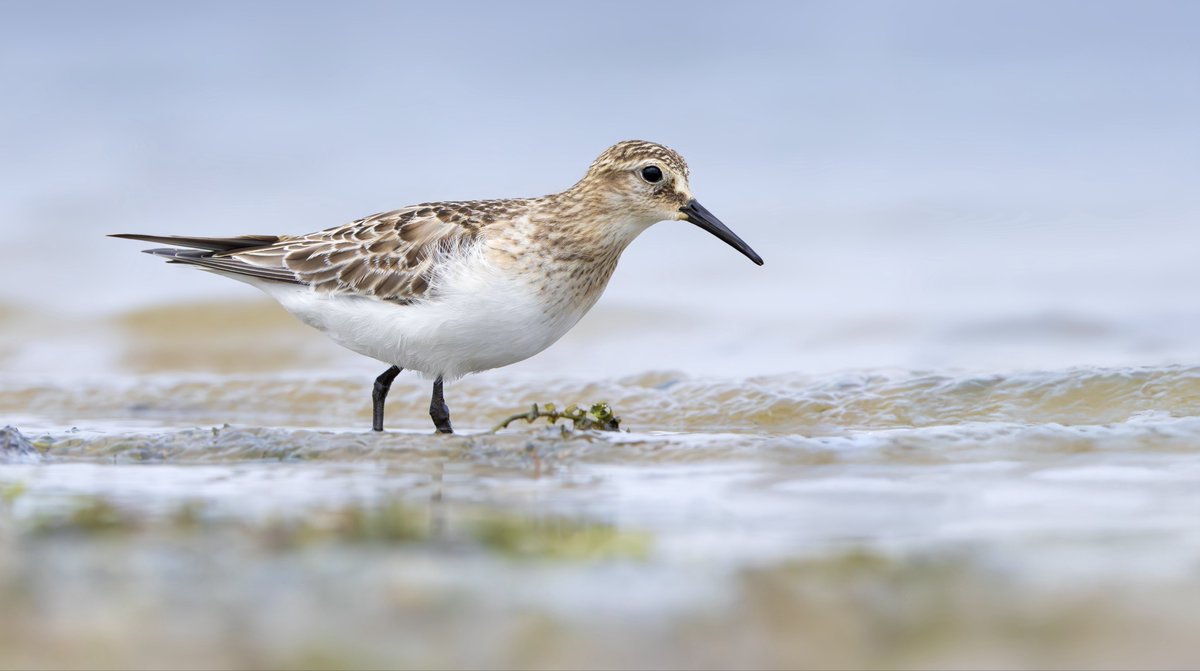 miles_cluff's tweet image. Very memorable views of the juvenile Baird’s Sandpiper at Rutland Water yesterday, hours of lying in goose droppings was well worth it.