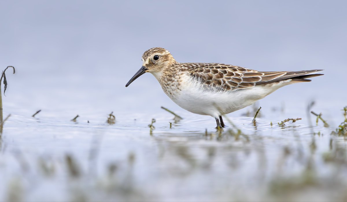 miles_cluff's tweet image. Very memorable views of the juvenile Baird’s Sandpiper at Rutland Water yesterday, hours of lying in goose droppings was well worth it.