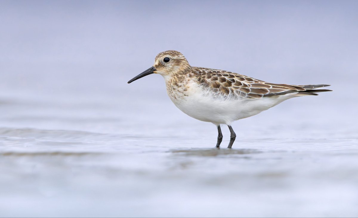 miles_cluff's tweet image. Very memorable views of the juvenile Baird’s Sandpiper at Rutland Water yesterday, hours of lying in goose droppings was well worth it.