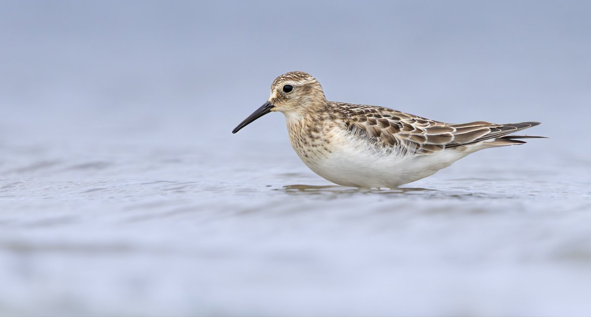 Very memorable views of the juvenile Baird’s Sandpiper at Rutland Water yesterday, hours of lying in goose droppings was well worth it.