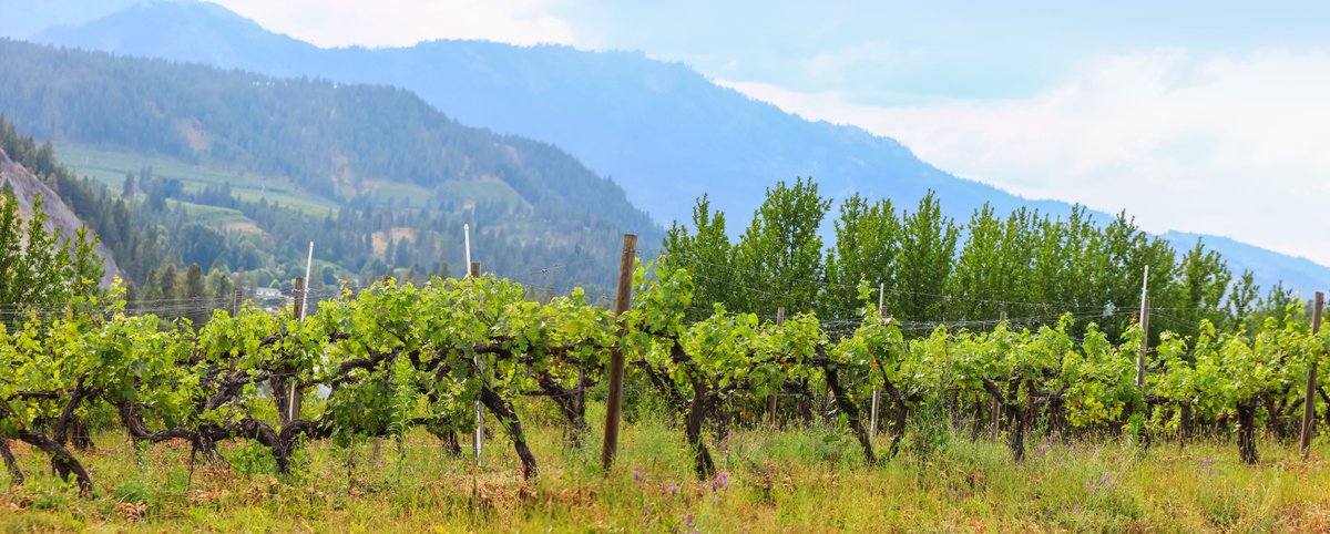 WSUExtension's tweet photo. #NationalFarmersDay is Sunday &amp; we’re celebrating WA growers &amp; ranchers.
From grains to grapes, orchards to rangelands, we’re working side by side with producers to drive innovation, rural development, &amp; to strengthen food systems. #GoCougs
Learn more: https://t.co/OxTGa3hIvi https://t.co/mZ6YydnTzC