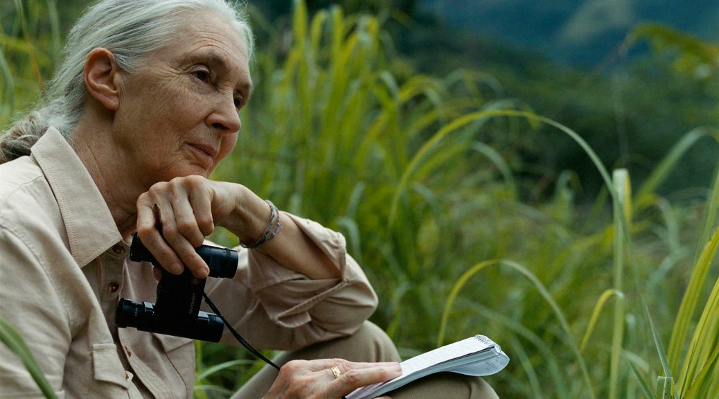 Hace una semana nos enteramos del deceso de Jane Goodall quien dedicó su vida a la naturaleza a través de su trabajo con chimpancés, dejando un gran legado para concienciar al mundo sobre la importancia de proteger la naturaleza y su conexión con el futuro de la humanidad. QEPD.