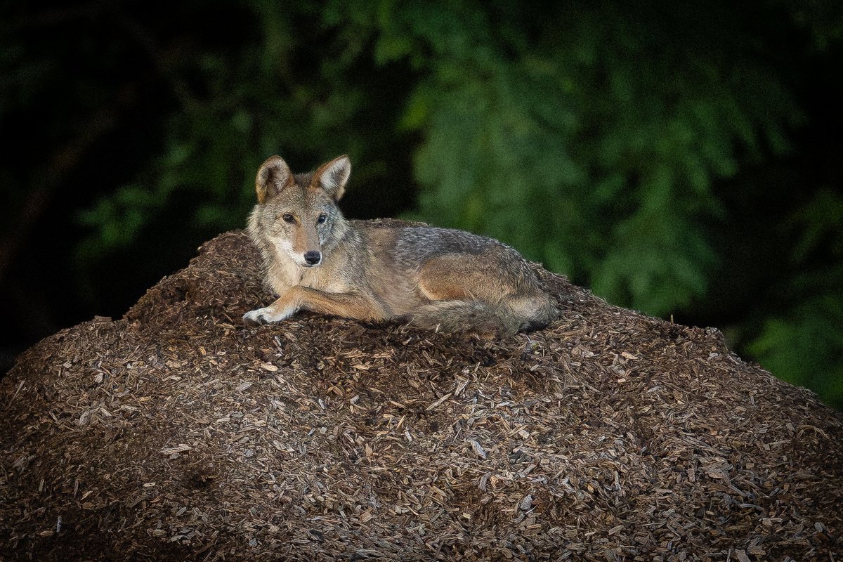 Juliet the Central Park coyote on a comfortable bed of wood chips and compost late at night. (Summer 2025)

#CaptureCoexistence #nature #wildlife #birdcpp
