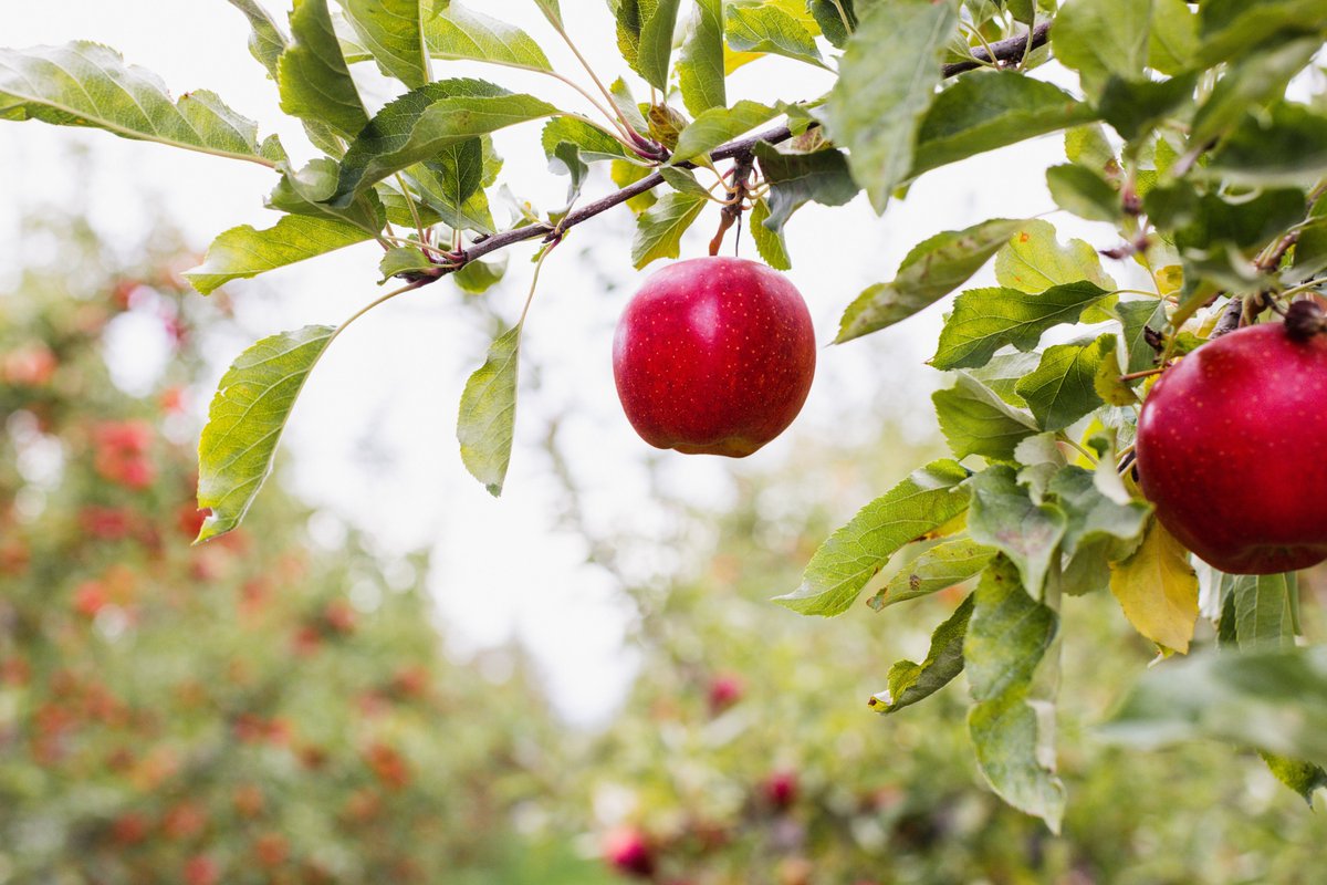 WSUExtension's tweet photo. #NationalFarmersDay is Sunday &amp; we’re celebrating WA growers &amp; ranchers.
From grains to grapes, orchards to rangelands, we’re working side by side with producers to drive innovation, rural development, &amp; to strengthen food systems. #GoCougs
Learn more: https://t.co/OxTGa3hIvi https://t.co/mZ6YydnTzC