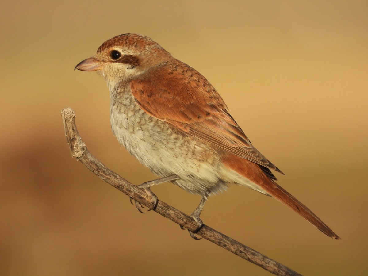 Kızıl sırtlı örümcek kuşu #hangitür