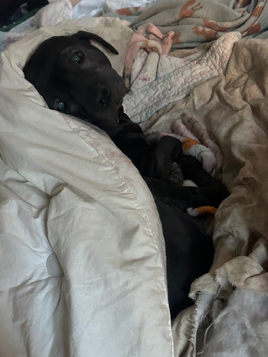 wormiebjohnson's tweet image. Ya yoo can go to “””Work””’ IM will go back to b e d.