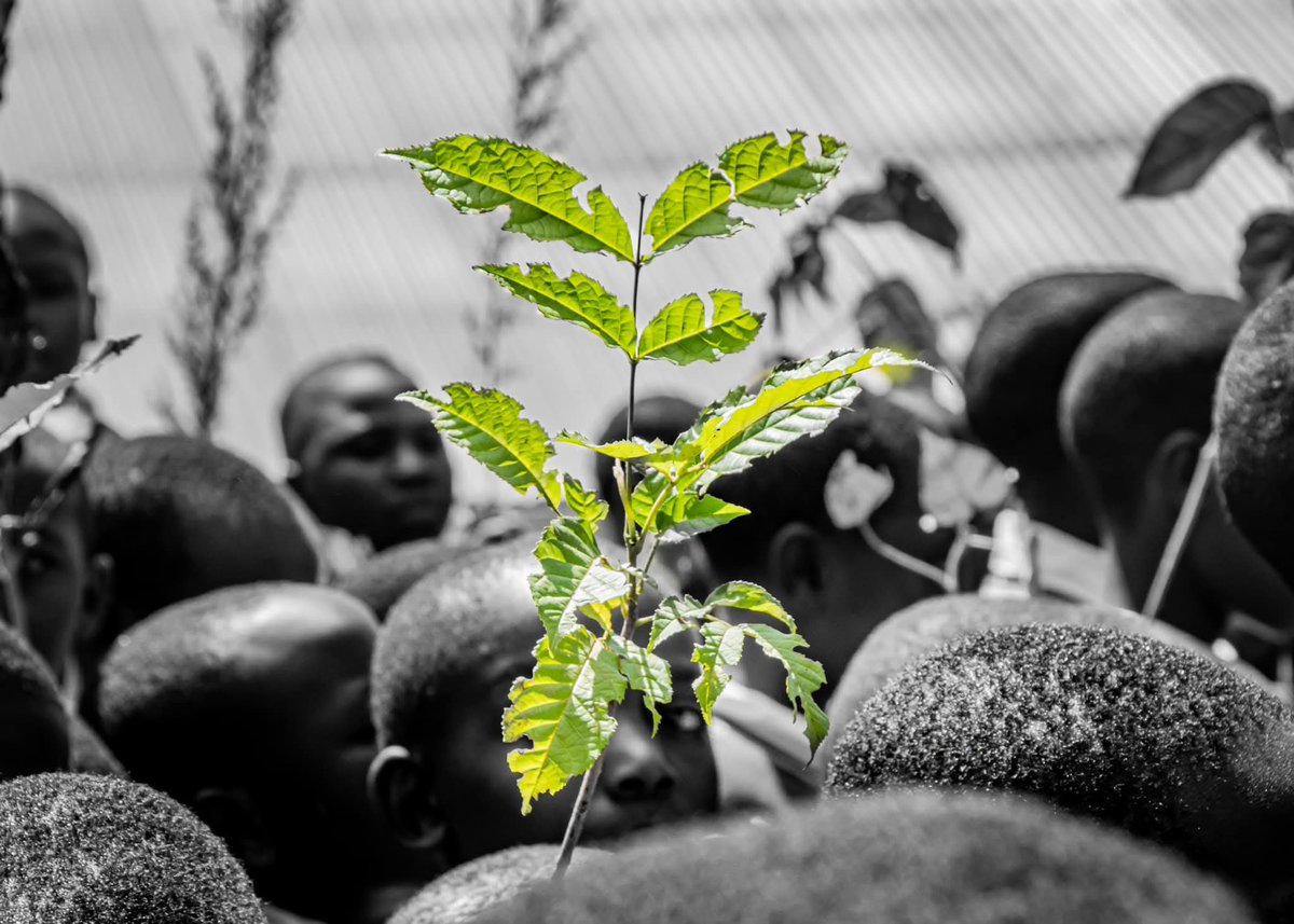 TheTree_Oclock's tweet image. Our future grows from the seeds we plant today. Let’s choose green. 🌍🌳🌱🇰🇪 
#MazingiraDay2025KE #ProtectOurPlanet