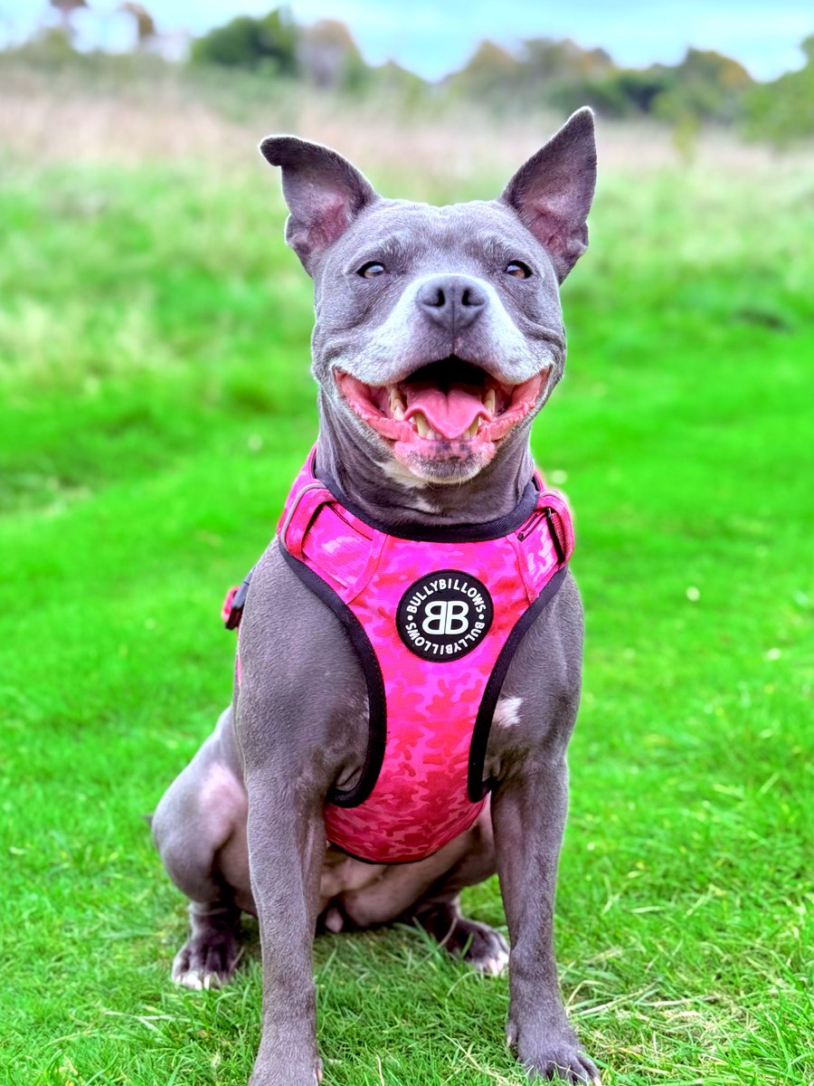 IsaMary2021's tweet image. They say a smile is the prettiest thing you can wear, but I love my pink harness from @petsfoodbank 💖💖💖 #IsaMary #PrettyInPink #CuteDogs