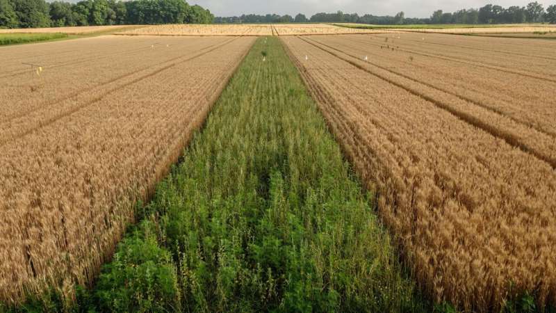 InnerPlant (@inner_plant) on Twitter photo Climate-smart agricultural practices represent a more progressive style of farming to offset GHG emissions. A study evaluated a suite of models and found that a combination of these treatments can achieve positive effects under future climate scenarios.
acsess.onlinelibrary.wiley.com/doi/10.1002/ag… Climate-smart agricultural practices represent a more progressive style of farming to offset GHG emissions. A study evaluated a suite of models and found that a combination of these treatments can achieve positive effects under future climate scenarios.
acsess.onlinelibrary.wiley.com/doi/10.1002/ag…