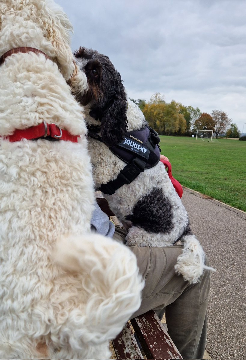 jennystape's tweet photo. Met lovely Maddie the Cockapoo today. She gave me a kissy after we'd been chasing eachother and her dad threw her borlee for me! I watched her go.....
#NewPal #BovverBoysForever #BovverBoys https://t.co/HP6CaD5Pen