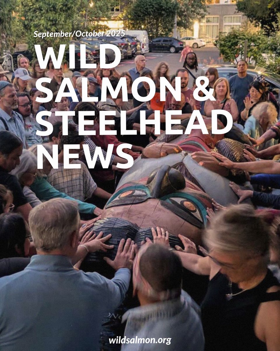 🐟 📰 The latest issue of Wild Salmon &amp; Steelhead News (September/October 2025) is now available! Catch up on the lastest developments on Columbia-Snake Basin salmon and more! wildsalmon.org/news-and-media…