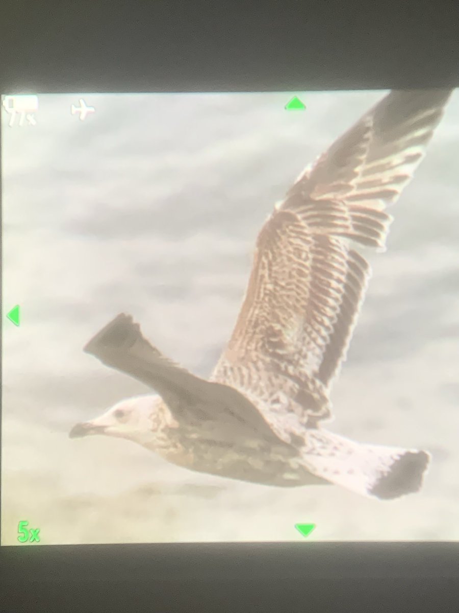 Jack Pettit tweet media