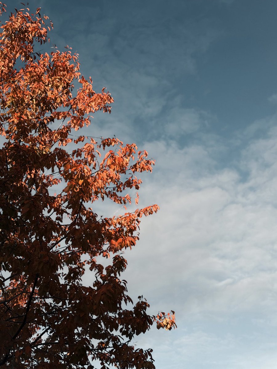 ”الخريف هو فصلُ الروح أكثر مما هو فصلُ الطبيعة“ .. فريدريك نيتشه

#كوسوفو 🍁🇽🇰