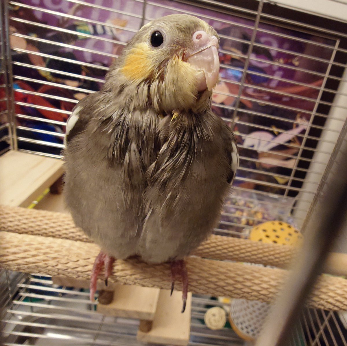 robinwillfly's tweet image. #新個人資料相片