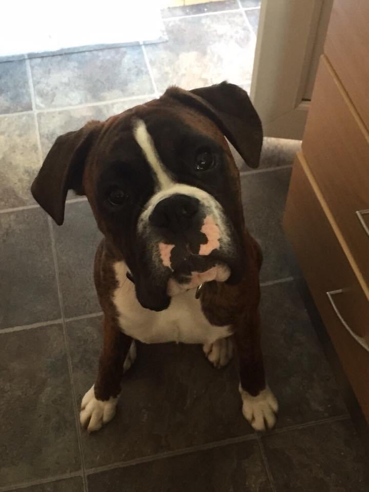 JaseyJomes's tweet photo. Sleep well big guy! 💔 Gonna miss you soooo much 🥺😢 11 years of madness with you, one helluva dug, no other like you 🥰💔#RIPOska #boxer https://t.co/m7o9Xr5VCn