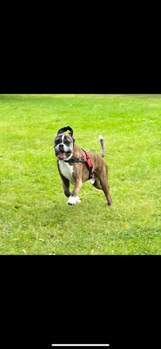 JaseyJomes's tweet photo. Sleep well big guy! 💔 Gonna miss you soooo much 🥺😢 11 years of madness with you, one helluva dug, no other like you 🥰💔#RIPOska #boxer https://t.co/m7o9Xr5VCn