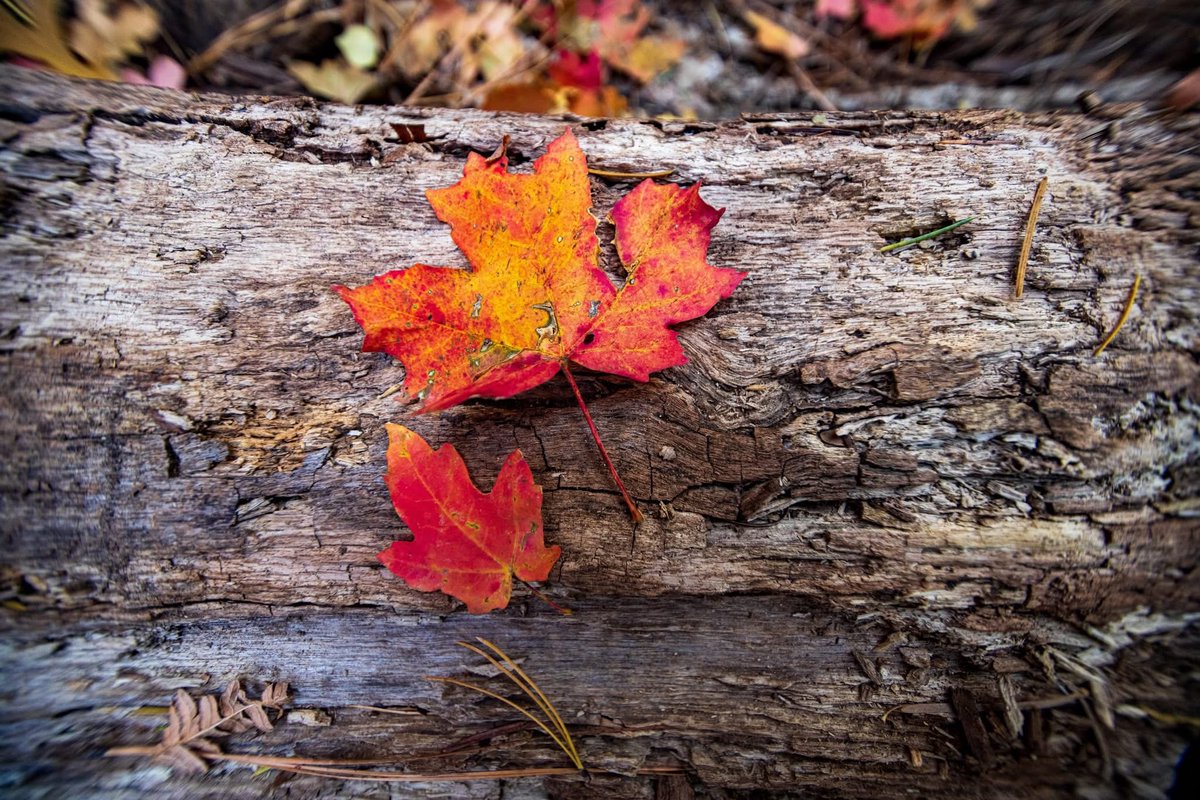 Leaf photos