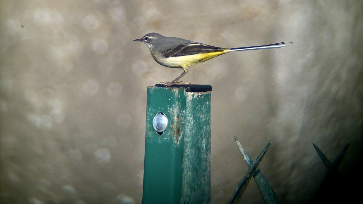 Grey Wagtail at Kessingland sluice this afternoon.