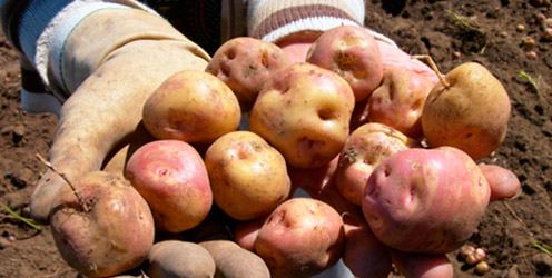 Avanza el proceso de compras públicas de papa en Nariño
radioipiales.co/2025/10/avanza…